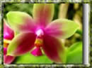 Botanická zahrada